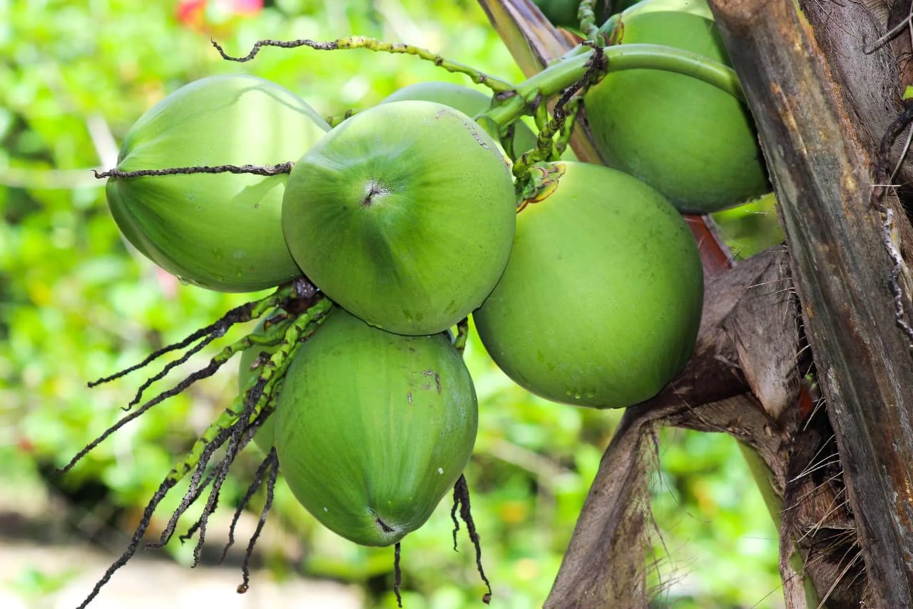 Primera Cumbre del Coco en República Dominicana DominiCoco 2026